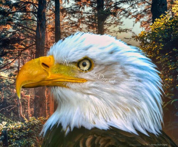 A majestic eagle watches