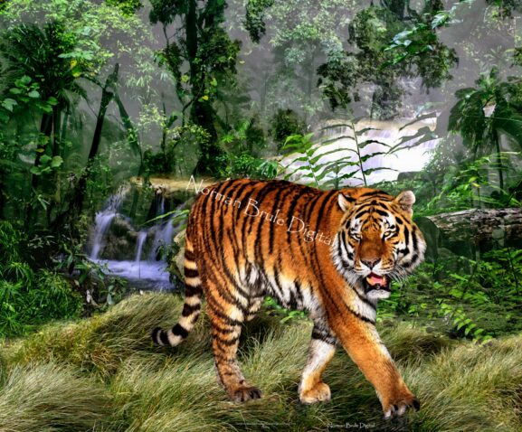 A tiger walks