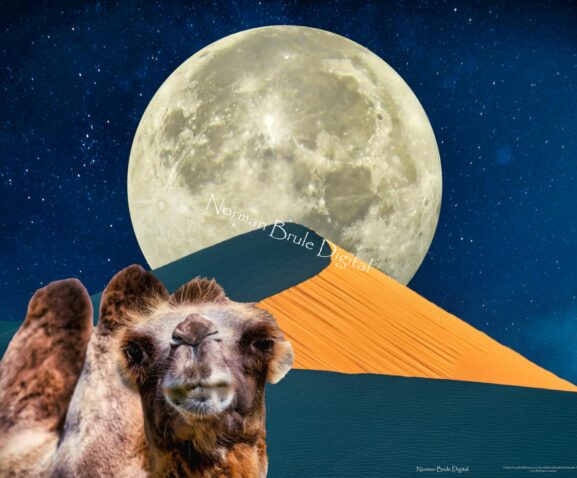 A camel under a moonlit sky enjoys the evening